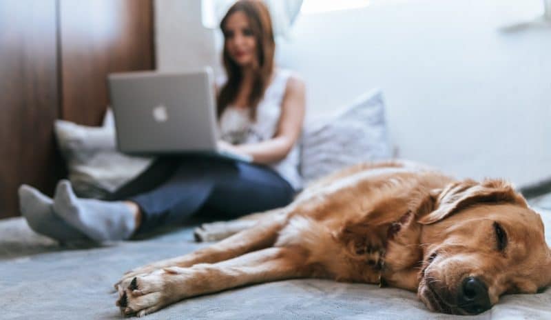 woman working on computer at home with dog